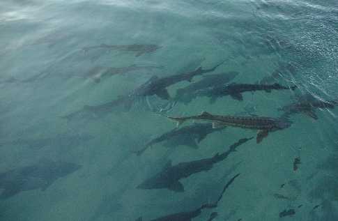 鲟鱼常见病防治法