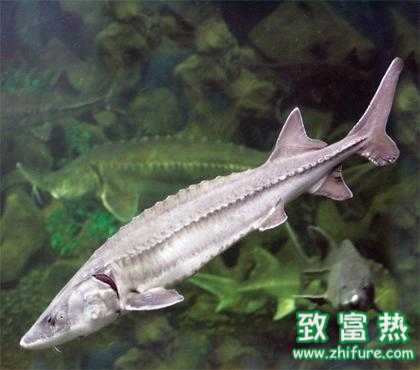 2022养鲟鱼赚钱吗？2022养鲟鱼前景及市场价格行情分析