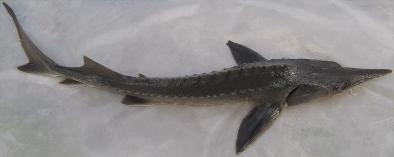 鲟鱼磷怎么处理