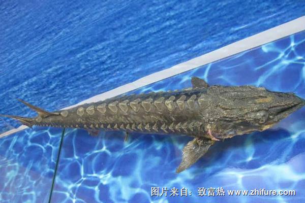 鲟鱼价格多少钱一斤？