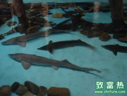 2022养鲟鱼赚钱吗？2022鲟鱼养殖前景及市场价格行情分析