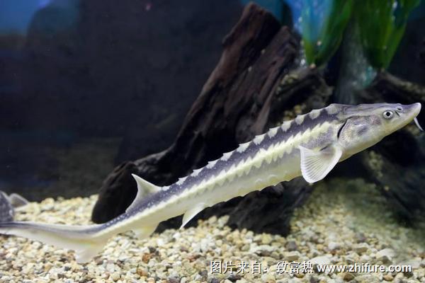 2022养鲟鱼赚钱吗？鲟鱼养殖的利润与投资成本及前景预测