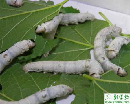 养殖蚕之农村养蚕的小窍门