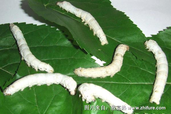 梦见养蚕是什么意思？