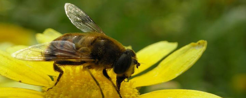 养蜂人为什么不会被蜇
