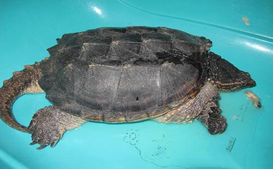 拟鳄龟在家怎么养？养拟鳄龟放多少水？