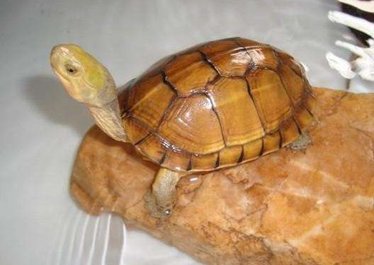 养什么品种的龟更赚钱