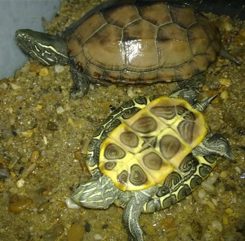 乌龟养殖户降低养龟饲料成本的5种方法