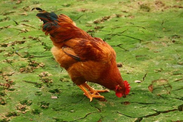 2022养鸡行情怎么样