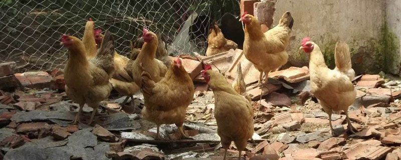 新手养鸡怎么打销路