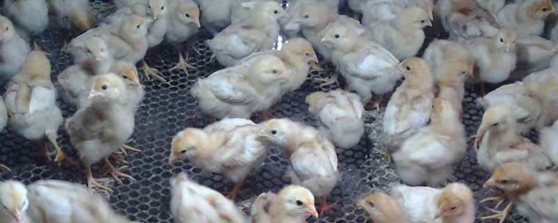 鸡育雏成活率