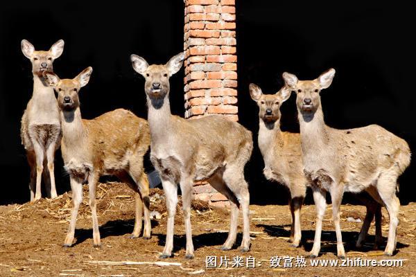 2022养鹿赚钱吗？养鹿的利润与投资成本及前景预测