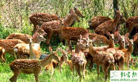 2022养鹿赚钱吗？2022养鹿前景及市场价格分析