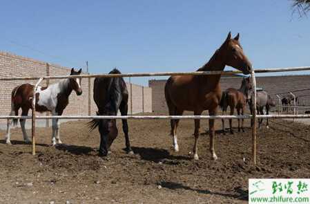 养马场圈舍怎么建设和规划？马厩怎么设计？