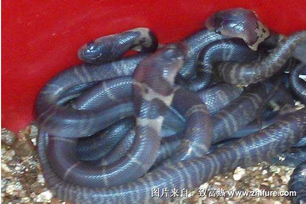 现在养蛇还赚钱吗？