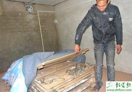 人工养殖银环蛇的技术