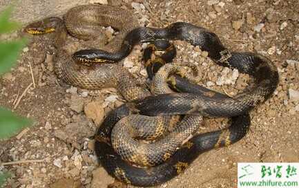 2022养蛇赚钱吗？2022养蛇前景及市场价格分析