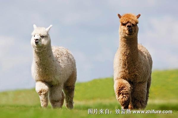 羊驼是保护动物吗？