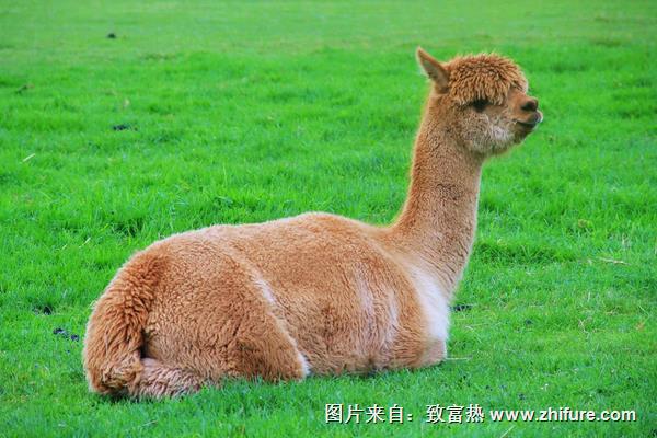 羊驼幼崽多少钱一只？