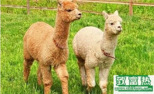 2020养羊驼赚钱吗？2020羊驼养殖前景及市场价格行情分析