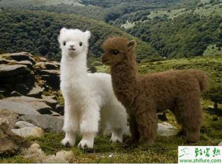 养羊驼赚钱吗？