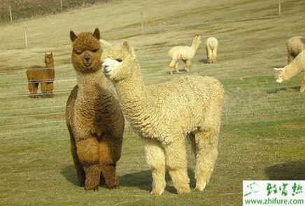 养羊驼的市场前景