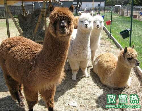 2022养羊驼赚钱吗？2022羊驼养殖前景及市场价格行情分析