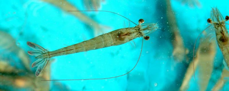 养虾水深多少合适，附适宜的水硬度和ph值