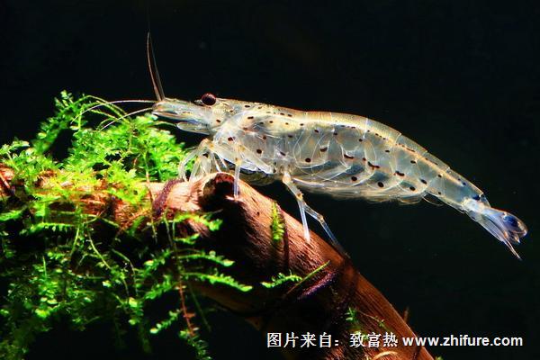 观赏虾有哪些品种和类别？