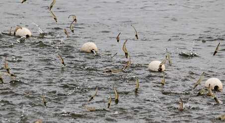 2022养虾赚钱吗？2022养虾前景及市场价格分析