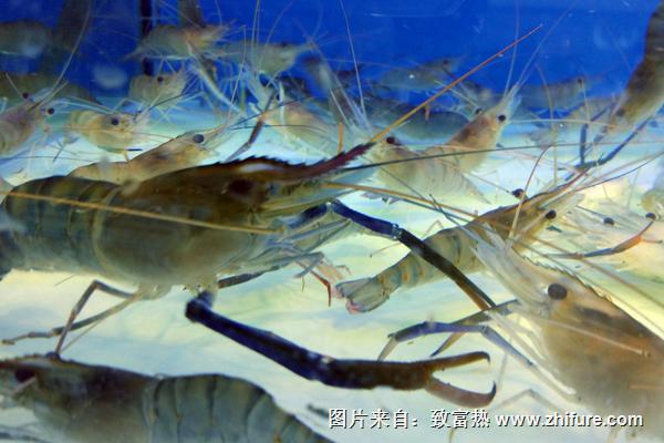 2022养虾赚钱吗？养虾的利润与投资成本及前景预测