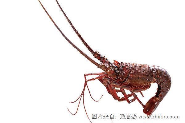 波士顿龙虾和澳洲龙虾的区别是什么？