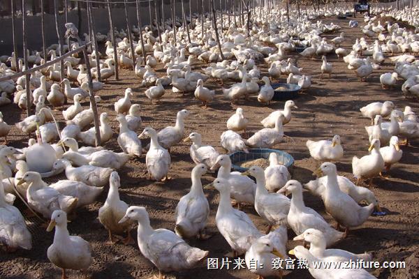 2022养鸭赚钱吗？养鸭的利润与投资成本及前景预测