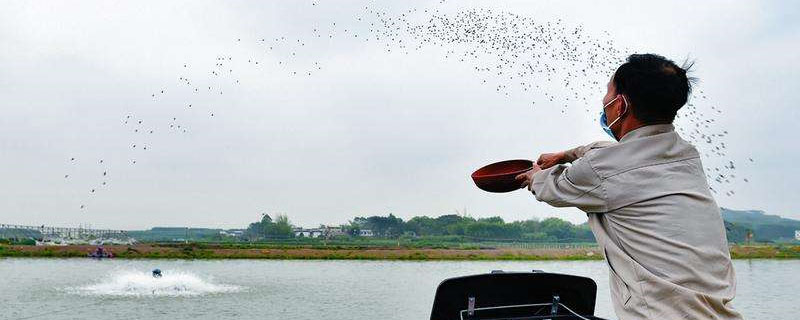 淡水鱼饲料配方表