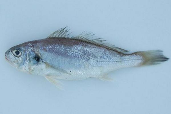 白姑鱼市场价格多少钱一斤 白姑鱼的营养价值