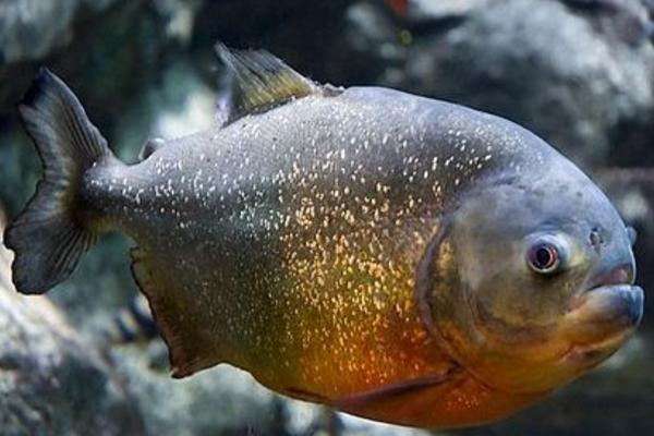 水虎鱼市场价格多少钱一条 什么鱼能和水虎鱼混养