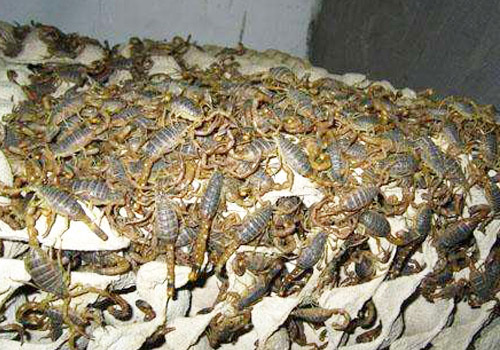 蝎子冬天的养殖管理及加温方法