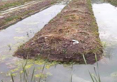 土元养殖对温度、湿度、密度、光照的环境要求