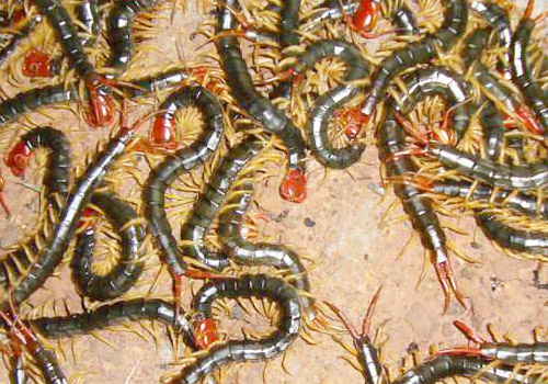 技术不精致养殖蜈蚣死亡 蜈蚣养殖户被判自行买单