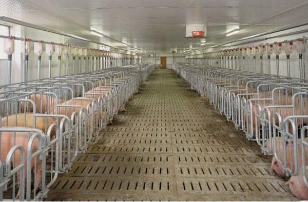 2022年养猪行情预测