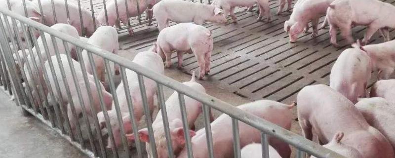 猪舍用什么取暖最经济，取暖设备有哪些？