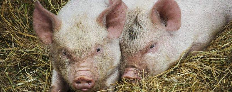 公猪料配方，后备公猪喂什么料