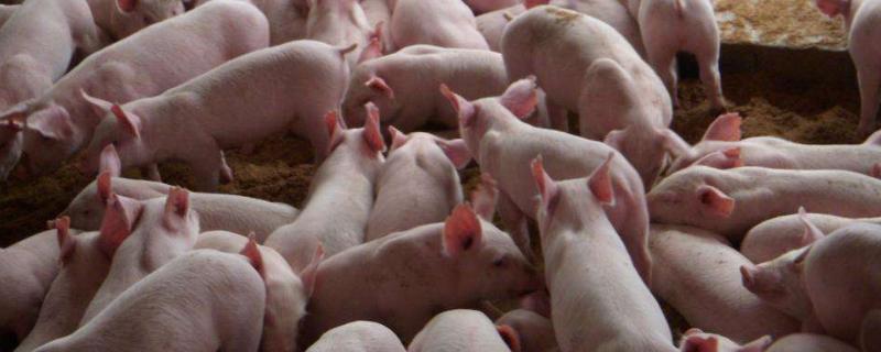 猪用饮水碗的使用，附购买注意事项