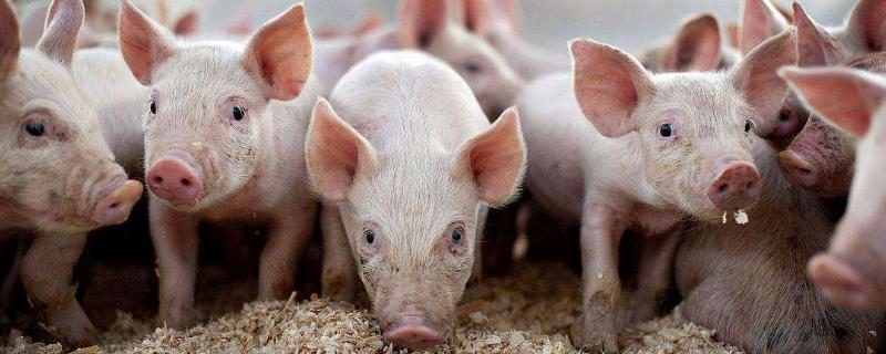 2022年和2022年猪价如何，理性分析降低风险