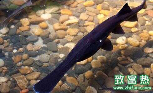 2022养鸭嘴鱼赚钱吗？2022养鸭嘴鱼前景及市场价格行情分析