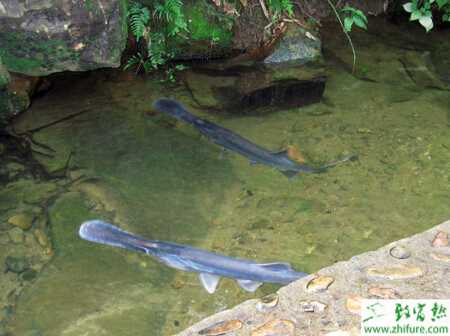 如何养鸭嘴鱼？养鸭嘴鱼赚钱吗？