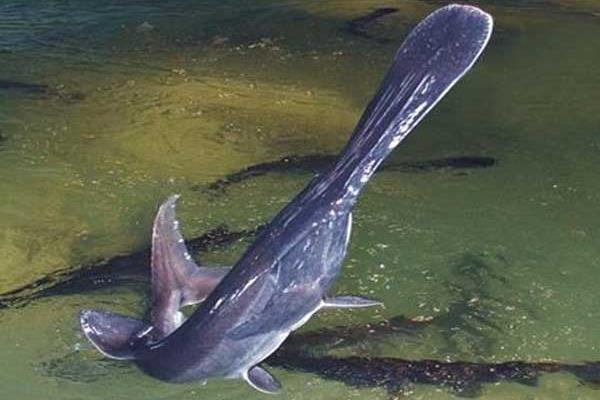 2022养鸭嘴鱼赚钱吗？2022鸭嘴鱼养殖前景及市场价格分析