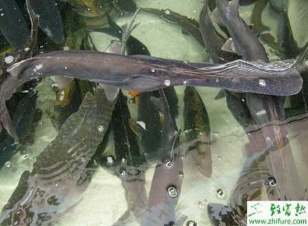 养鸭嘴鱼赚钱吗？