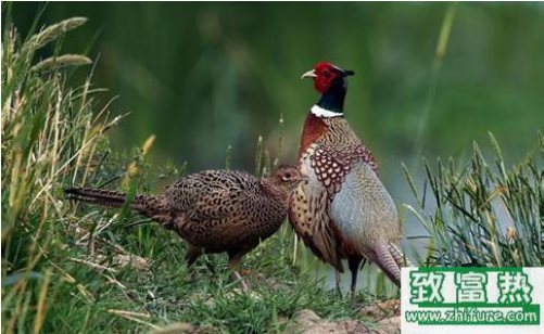 养殖野鸡需要提供什么样的环境？