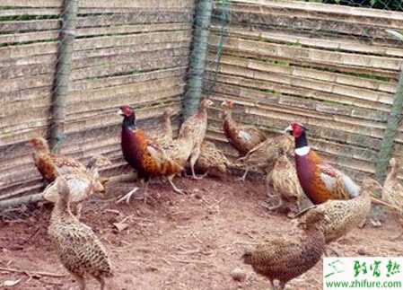 养野鸡的利润